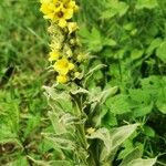 Verbascum thapsus Flower