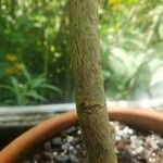 Pterospermum acerifolium Corteza