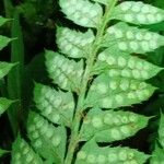 Polystichum aculeatum Frukt