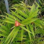 Freycinetia cumingiana Folha