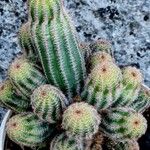 Echinocereus pectinatus Blatt