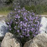 Solanum umbelliferum ᱛᱟᱦᱮᱸ