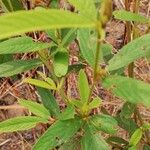 Eriosema laurentii Leaf