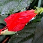 Malvaviscus arboreus Flower