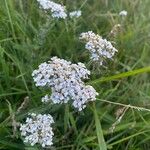 Achillea nobilisLorea