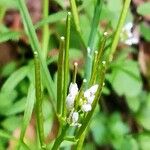 Cardamine hirsutaFrukt