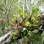 Encyclia tampensis Hábito