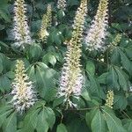 Aesculus parviflora Blomst