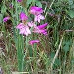 Gladiolus italicus Cvet