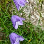 Campanula rotundifoliaFlor