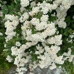 Spiraea × vanhouttei Õis