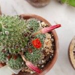 Rebutia minuscula Цвят