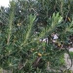 Pittosporum tobira موطن