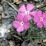 Phlox mesoleuca 花