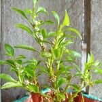 Alternanthera paronychoides Blad