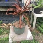 Aloe cameronii Листок