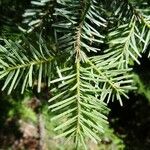 Abies alba Blad