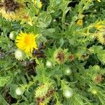 Grindelia squarrosa Цвят