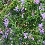 Symphyotrichum oblongifolium पत्ता