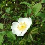 Rosa spinosissima Kukka