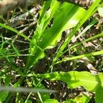 Chlorophytum gallabatense Лист