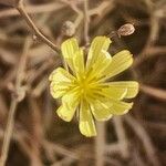 Launaea hafunensis Blüte