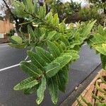 Angophora hispida Blad