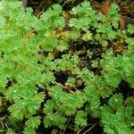 Alchemilla arvensis Vekstform