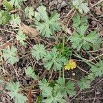 Geranium carolinianum Lehti