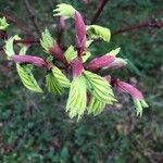 Acer circinatum পাতা