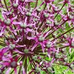 Allium nigrum Цвят