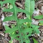 Lactuca canadensis পাতা