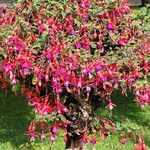 Fuchsia magellanicaBloem