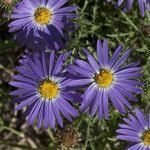 Machaeranthera tanacetifolia Flor