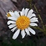 Senecio bonariensisFlower