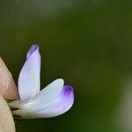 Astragalus alpinus Blüte