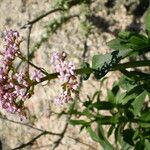 Centranthus trinervis Flower