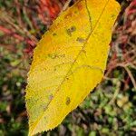 Cornus sericea Leaf