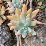 Dudleya greenei 叶