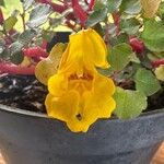 Impatiens repens Fiore