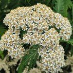 Tanacetum macrophyllum Квітка