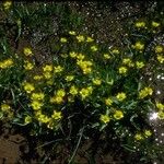Ranunculus alismifolius Habit