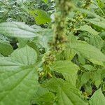 Parietaria officinalis Leaf