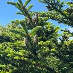 Abies fraseri Delienn