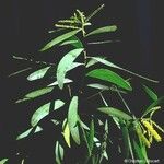 Acacia spirorbis 整株植物