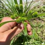 Cyperus hortensis Λουλούδι