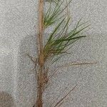 Agrostis canina Blatt