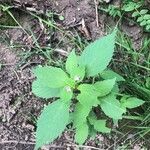 Galeopsis bifida Leaf