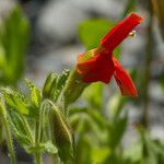 Mimulus cardinalis Flor