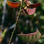 Erythrostemon gilliesii Ffrwyth